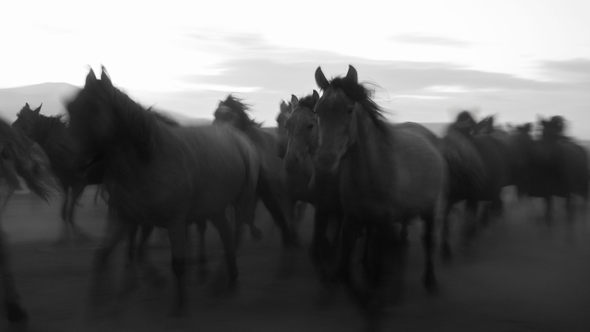 Stampede — Light & Shadow Collection by Christian Parrett